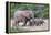 Baby African Elephants and Mom-Four Oaks-Framed Premier Image Canvas