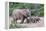 Baby African Elephants and Mom-Four Oaks-Framed Premier Image Canvas