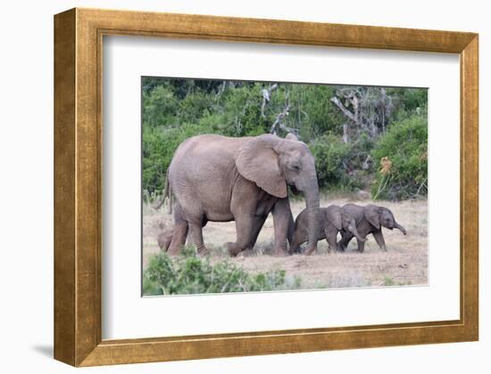 Baby African Elephants and Mom-Four Oaks-Framed Photographic Print