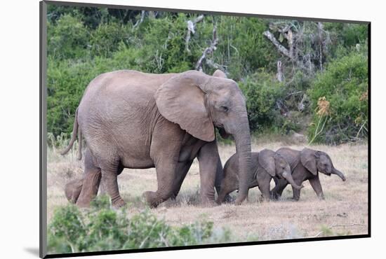 Baby African Elephants and Mom-Four Oaks-Mounted Photographic Print