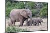 Baby African Elephants and Mom-Four Oaks-Mounted Photographic Print