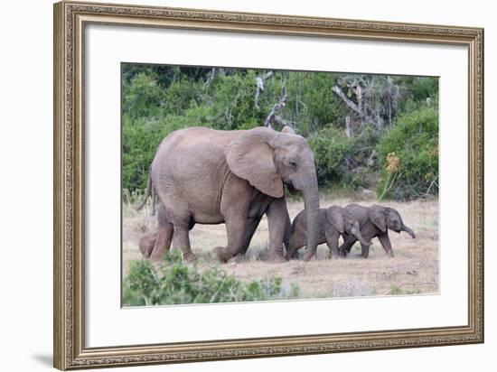 Baby African Elephants and Mom-Four Oaks-Framed Photographic Print