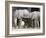 Baby African Elephants, Loxodonta Africana, Etosha National Park, Namibia, Africa-Ann & Steve Toon-Framed Photographic Print