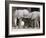 Baby African Elephants, Loxodonta Africana, Etosha National Park, Namibia, Africa-Ann & Steve Toon-Framed Photographic Print