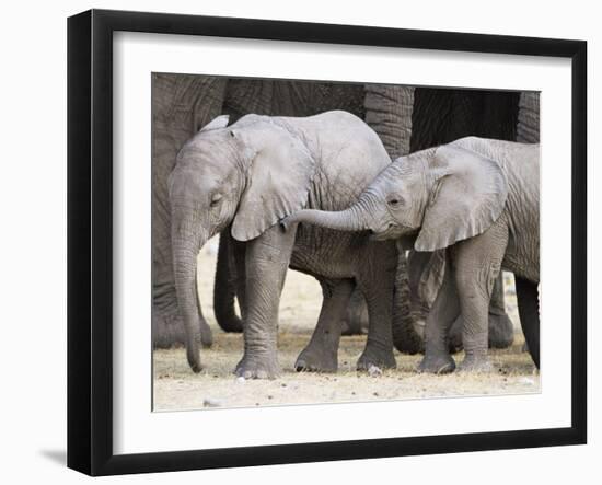 Baby African Elephants, Loxodonta Africana, Etosha National Park, Namibia, Africa-Ann & Steve Toon-Framed Photographic Print