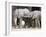 Baby African Elephants, Loxodonta Africana, Etosha National Park, Namibia, Africa-Ann & Steve Toon-Framed Photographic Print