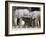 Baby African Elephants, Loxodonta Africana, Etosha National Park, Namibia, Africa-Ann & Steve Toon-Framed Photographic Print