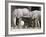 Baby African Elephants, Loxodonta Africana, Etosha National Park, Namibia, Africa-Ann & Steve Toon-Framed Photographic Print