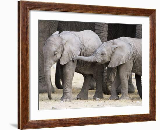 Baby African Elephants, Loxodonta Africana, Etosha National Park, Namibia, Africa-Ann & Steve Toon-Framed Photographic Print