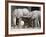 Baby African Elephants, Loxodonta Africana, Etosha National Park, Namibia, Africa-Ann & Steve Toon-Framed Photographic Print