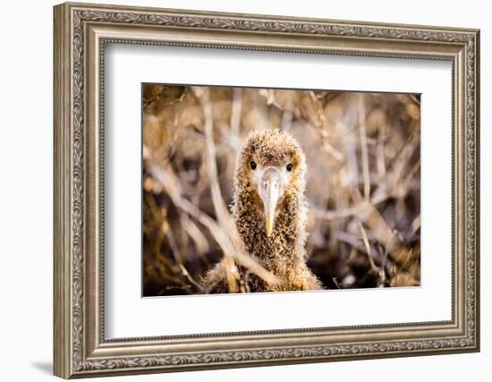 Baby albatross on Epanola Island, Galapagos Islands, Ecuador, South America-Laura Grier-Framed Photographic Print