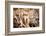 Baby albatross on Epanola Island, Galapagos Islands, Ecuador, South America-Laura Grier-Framed Photographic Print