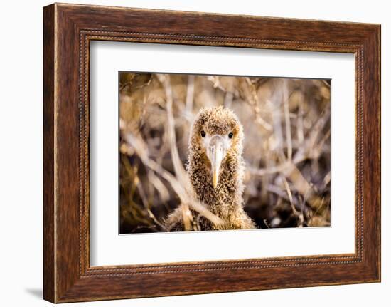 Baby albatross on Epanola Island, Galapagos Islands, Ecuador, South America-Laura Grier-Framed Photographic Print