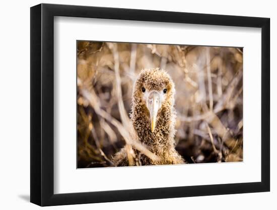 Baby albatross on Epanola Island, Galapagos Islands, Ecuador, South America-Laura Grier-Framed Photographic Print