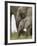 Baby and Young African Elephant, Addo Elephant National Park-James Hager-Framed Photographic Print