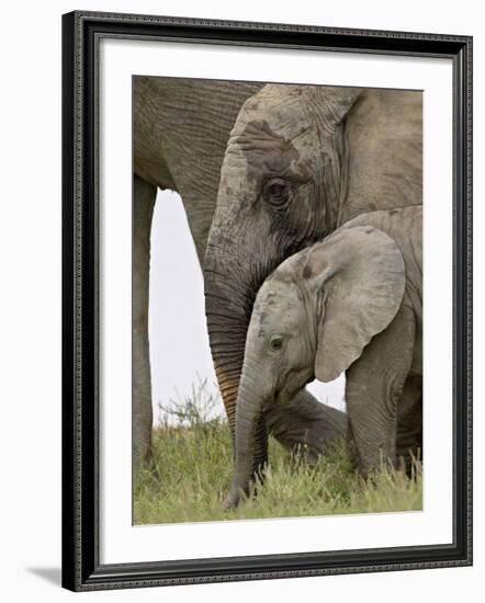 Baby and Young African Elephant, Addo Elephant National Park-James Hager-Framed Photographic Print