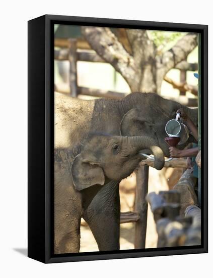 Baby Asian Elephants Being Fed, Uda Walawe Elephant Transit Home, Sri Lanka, Asia-Peter Barritt-Framed Premier Image Canvas