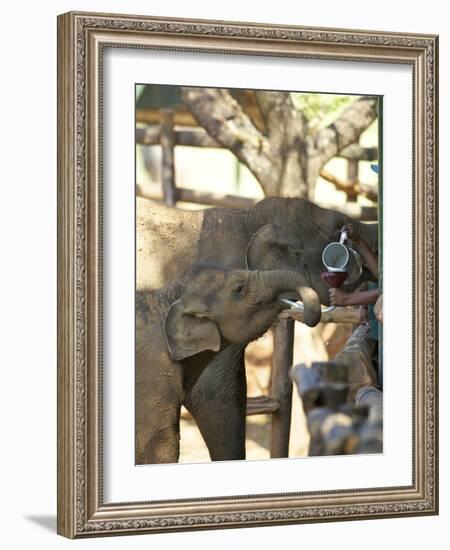 Baby Asian Elephants Being Fed, Uda Walawe Elephant Transit Home, Sri Lanka, Asia-Peter Barritt-Framed Photographic Print