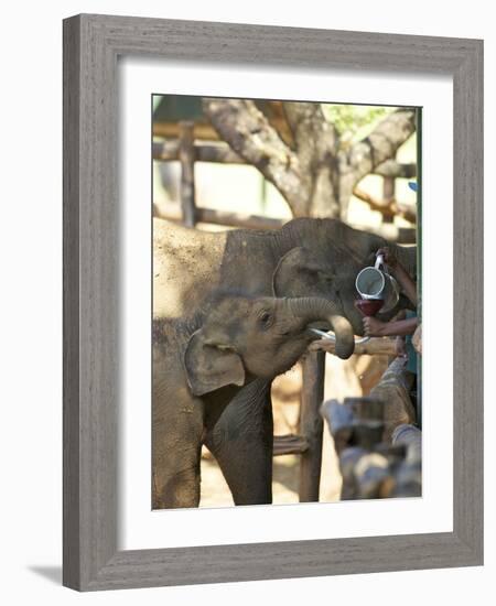 Baby Asian Elephants Being Fed, Uda Walawe Elephant Transit Home, Sri Lanka, Asia-Peter Barritt-Framed Photographic Print