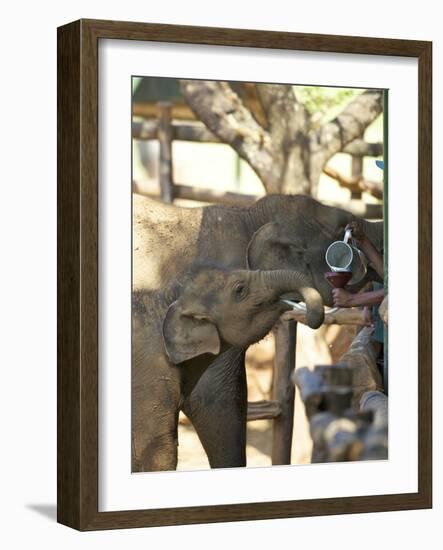 Baby Asian Elephants Being Fed, Uda Walawe Elephant Transit Home, Sri Lanka, Asia-Peter Barritt-Framed Photographic Print