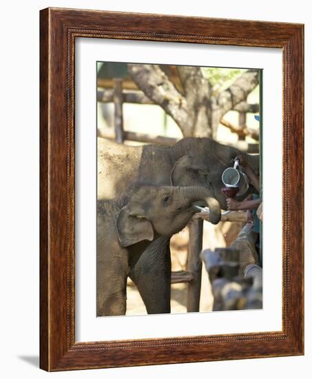 Baby Asian Elephants Being Fed, Uda Walawe Elephant Transit Home, Sri Lanka, Asia-Peter Barritt-Framed Photographic Print