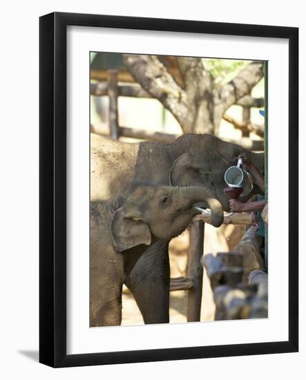 Baby Asian Elephants Being Fed, Uda Walawe Elephant Transit Home, Sri Lanka, Asia-Peter Barritt-Framed Photographic Print