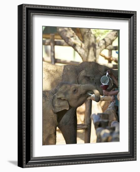 Baby Asian Elephants Being Fed, Uda Walawe Elephant Transit Home, Sri Lanka, Asia-Peter Barritt-Framed Photographic Print