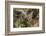 Baby Barred Owl, working around nest while adult is in nest in a oak tree hammock, Florida-Maresa Pryor-Framed Photographic Print