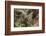 Baby Barred Owl, working around nest while adult is in nest in a oak tree hammock, Florida-Maresa Pryor-Framed Photographic Print