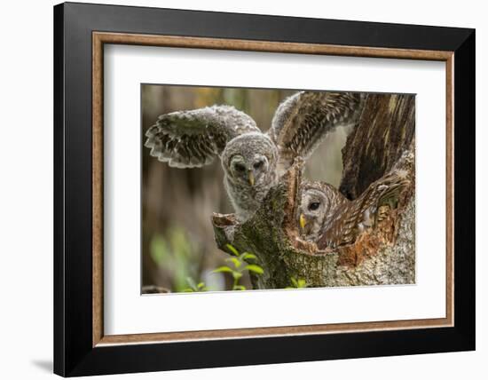 Baby Barred Owl, working around nest while adult is in nest in a oak tree hammock, Florida-Maresa Pryor-Framed Photographic Print