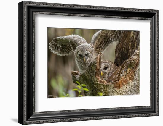 Baby Barred Owl, working around nest while adult is in nest in a oak tree hammock, Florida-Maresa Pryor-Framed Photographic Print