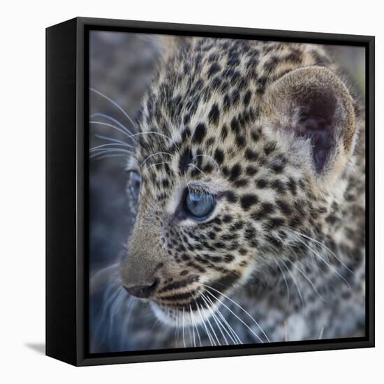 Baby Blue Eyed Leopard Masai Mara, Kenya Africa-Darrell Gulin-Framed Premier Image Canvas