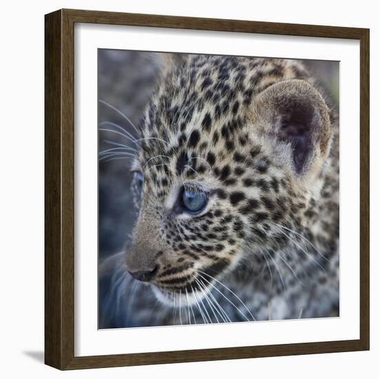 Baby Blue Eyed Leopard Masai Mara, Kenya Africa-Darrell Gulin-Framed Photographic Print