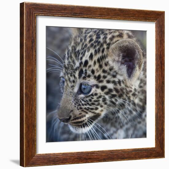 Baby Blue Eyed Leopard Masai Mara, Kenya Africa-Darrell Gulin-Framed Photographic Print