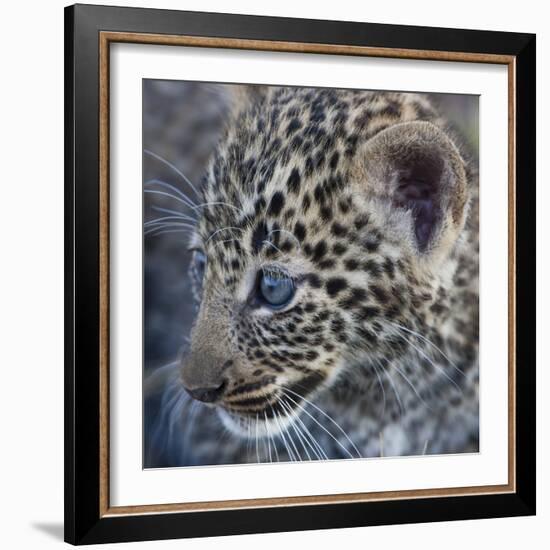 Baby Blue Eyed Leopard Masai Mara, Kenya Africa-Darrell Gulin-Framed Photographic Print