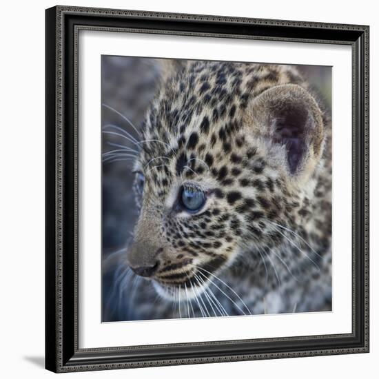 Baby Blue Eyed Leopard Masai Mara, Kenya Africa-Darrell Gulin-Framed Photographic Print