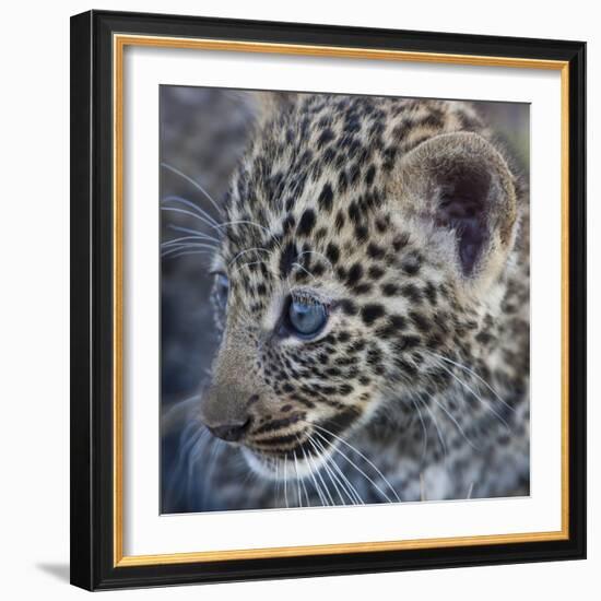 Baby Blue Eyed Leopard Masai Mara, Kenya Africa-Darrell Gulin-Framed Photographic Print