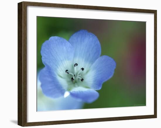 Baby Blue Eyes, Nemophila Phacelioides, Bielefield, Germany-Thorsten Milse-Framed Photographic Print