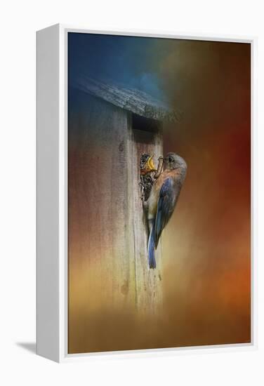 Baby Bluebird Breakfast-Jai Johnson-Framed Premier Image Canvas