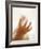 Baby Boy's Hand-Ian Boddy-Framed Photographic Print