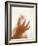 Baby Boy's Hand-Ian Boddy-Framed Photographic Print