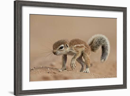 Baby Cape Ground Squirrel (Xerus Inauris)-James Hager-Framed Photographic Print