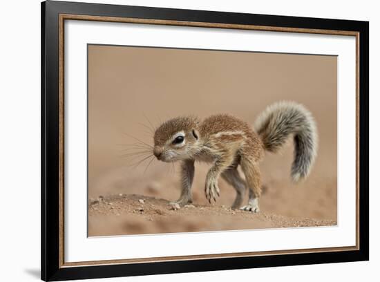 Baby Cape Ground Squirrel (Xerus Inauris)-James Hager-Framed Photographic Print