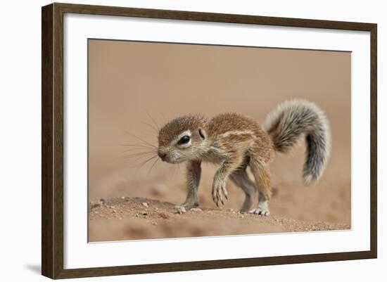 Baby Cape Ground Squirrel (Xerus Inauris)-James Hager-Framed Photographic Print