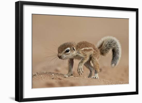 Baby Cape Ground Squirrel (Xerus Inauris)-James Hager-Framed Photographic Print