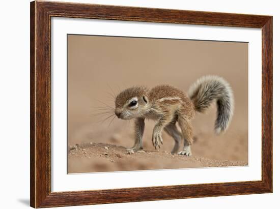 Baby Cape Ground Squirrel (Xerus Inauris)-James Hager-Framed Photographic Print