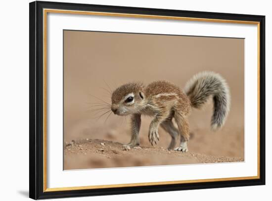 Baby Cape Ground Squirrel (Xerus Inauris)-James Hager-Framed Photographic Print