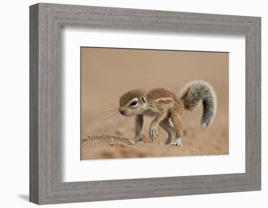 Baby Cape Ground Squirrel (Xerus Inauris)-James Hager-Framed Photographic Print