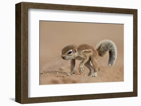 Baby Cape Ground Squirrel (Xerus Inauris)-James Hager-Framed Photographic Print