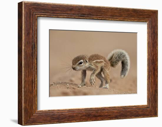 Baby Cape Ground Squirrel (Xerus Inauris)-James Hager-Framed Photographic Print